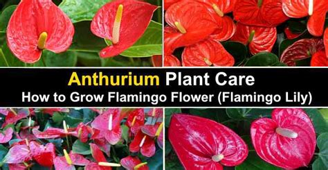 How To Care For An Anthurium Flamingo Flower Or Flamingo Lily