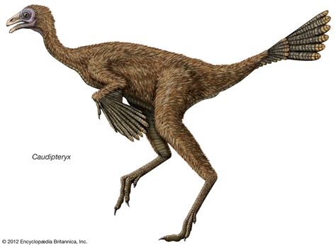 Feathered Dinosaur Description Size And Facts Britannica