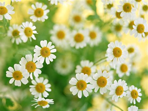 Chamomile Flowers Photography Desktop Wallpaper Preview