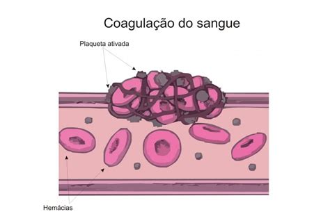 Coagulación Sanguínea Fisiología Sistema Circulatorio