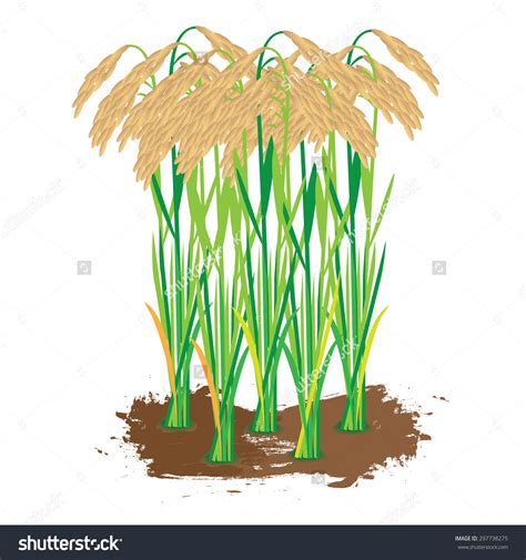 Rice Planting Clipart 20 Free Cliparts Download Images On Clipground 2024