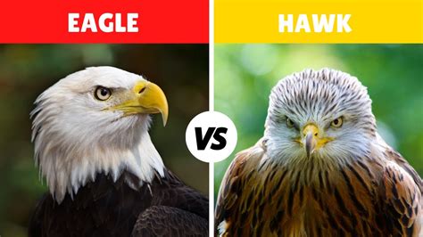 Bald Eagle Vs Hawk Fight Comparison In Detail Who Would Win Hawk