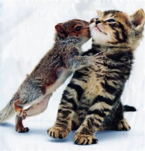 Kitten And Squirrel Funny Cute And Random Pinterest