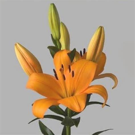 Lily La Caesars Palace Cm Wholesale Dutch Flowers Florist