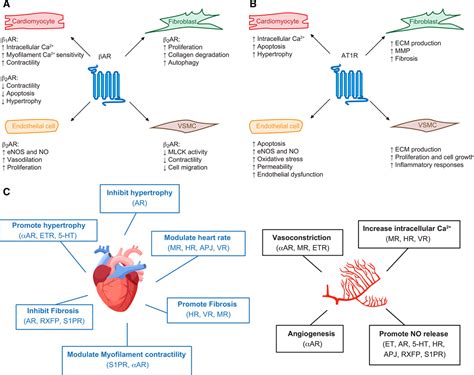 G Proteincoupled Receptors In Heart Disease Circulation Research
