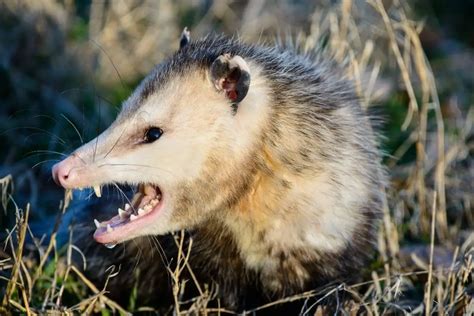 Do Possums Eat Chickens How To Keep Your Flock Safe