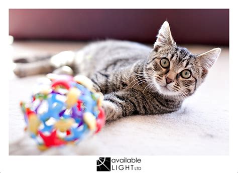 If you want to take it a step further, send us a photo of your pet next to their new portrait for a chance to be featured on our website! kittens from RCR Cat Rescue… 17 jul '11 « available light ...