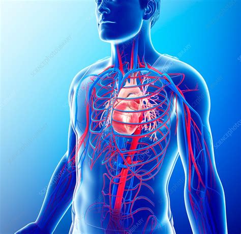 Male Heart Illustration Stock Image F0161822 Science Photo Library