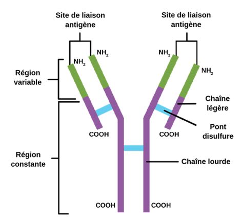 la structure des anticorps labster