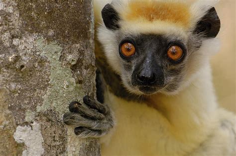 Golden Crowned Sifaka Propithecus Photograph By Pete Oxford