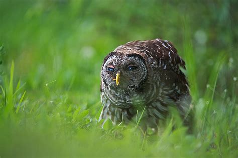 Barred Owl With Grasshopper Sean Crane Photography