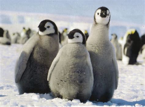 Emperor Penguin Chicks~ So Cute Penguins Baby Penguins Baby Animals