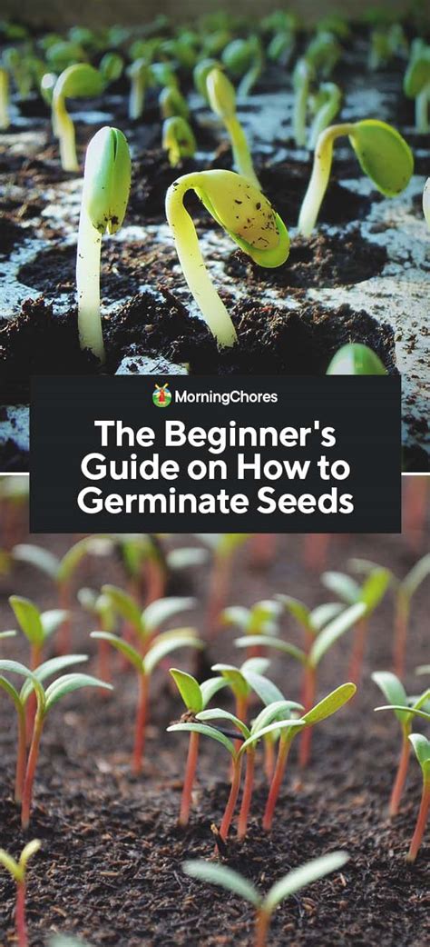How To Germinate Seeds