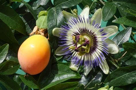 10 Seed Passiflora Caerulea Blue Crown Passionfruit Seed Etsy