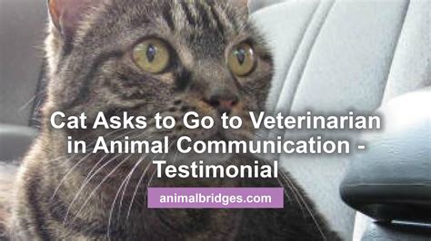 Cat Asks Prescott Az Animal Communicator Animal And People Bridges