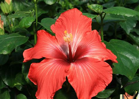 We did not find results for: Hibiscus varieties offer tropical color | Mississippi ...