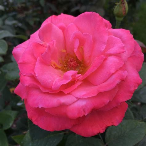 Rose Rosa Friendship In The Roses Database