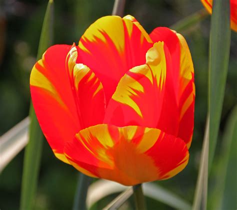 Photo Sharing Flower Photos Orange Tulips Bright Orange