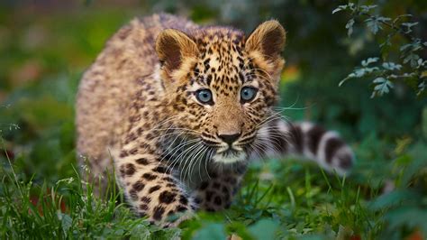 Nature Animals Cheetahs Baby Animals Wallpapers Hd Desktop And