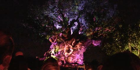 Video First Look As The Tree Of Life Awakens In The Evening At Disney