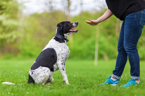 Tips To Train Your Dog To Learn Basic Commands Argos Dog Training