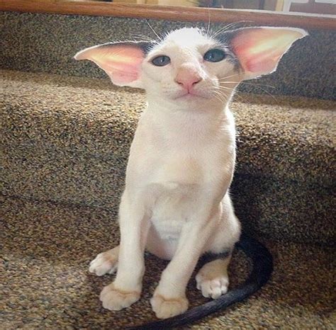 These Cats Look Like Dobby From “harry Potter”