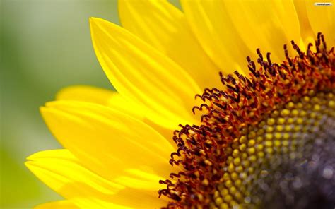 Whimsical Sunflower Desktop Wallpapers Top Free Whimsical Sunflower