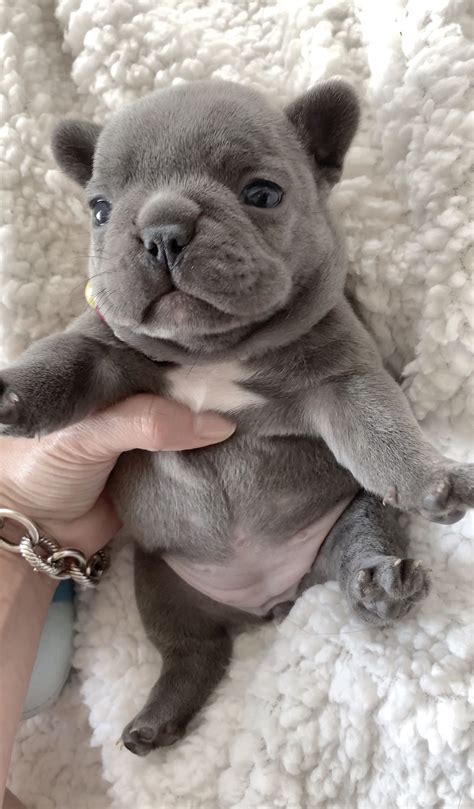 Bella The Blue French Bulldog ️ In 2020 Cute Baby Animals French