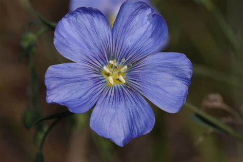 35 Beautiful Blue Perennials For Your Garden Progardentips