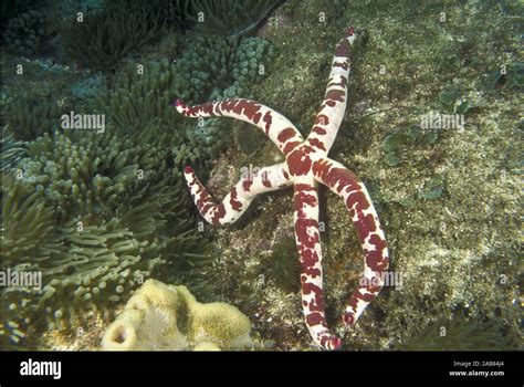 Sea Star Linckia Multifora Can Regenerate From A Severed Arm A