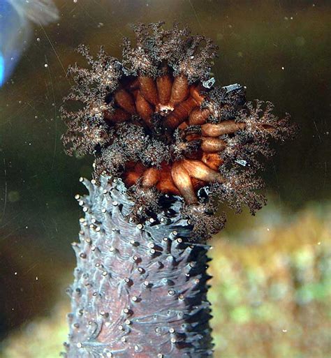 Aquarium Invertebrates Sea Cucumbers Part Ii