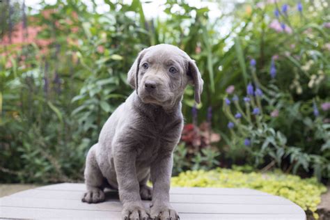 Not sure what pet is right for you? Flower - Labrador Retriever - Silver Puppy For Sale in ...