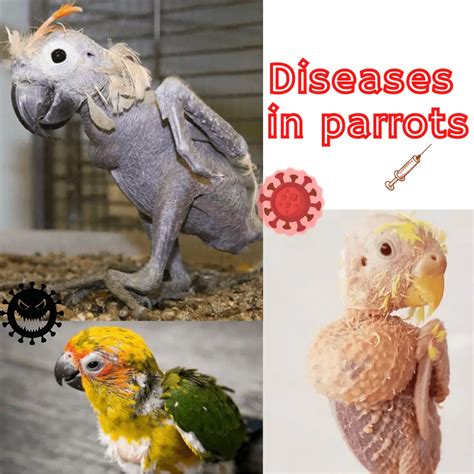 Symptoms And Diseases Of Pet Parrot Diseases In Parrots