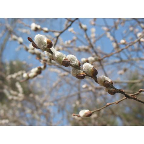 Salix discolor (Pussy Willow) | Buy Native Plants, Native Shrubs, Native Trees, and Native Seed