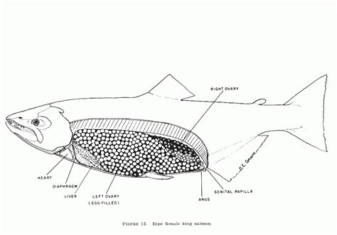Reproductive System Fish Genitalia