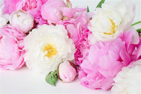 What We Dont Want For Mothers Day Peony Wallpaper Pink Peonies