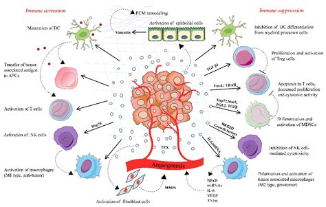 Cancers Free Full Text Emerging Role Of Extracellular Vesicles In