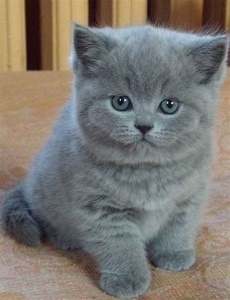 Gray Kitten Gatos Grises Gatos Gatos Bonitos