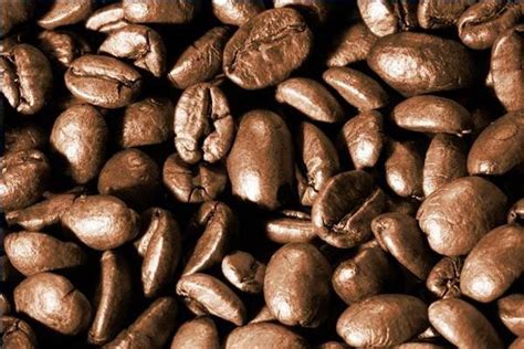 wholesale robusta coffee beans supplier dhk international