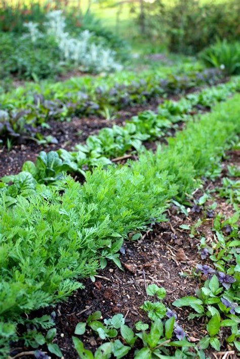 Get Growing Ten Of Our Favorite Resources For Spring Herb