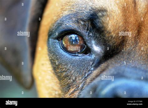 Close Up Of Boxer Dog Eye Stock Photo Alamy