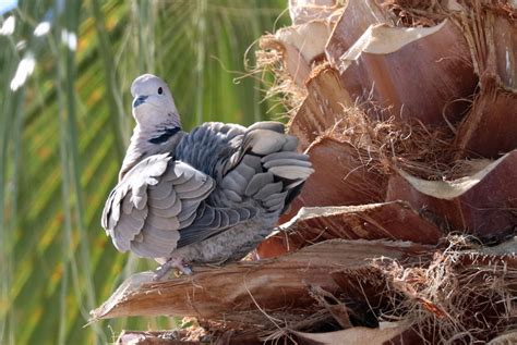 Eurasian Collared Dove Perched In Palm Tree Feederwatch