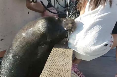 Viral Sea Lion Pulls Girl Into Water Abs Cbn News