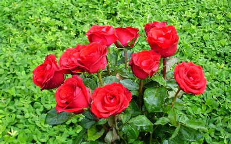 50 Gambar Bunga Ros Warna Merah Kembang Hias