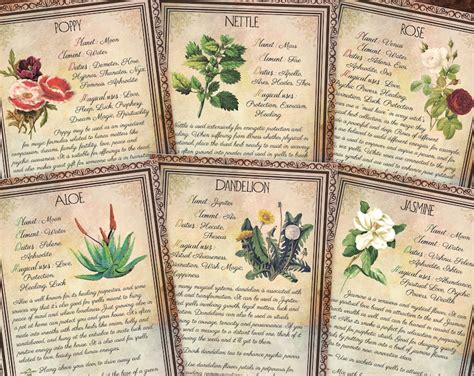 Buy Printable Herbs Book Of Shadows Pages Set 4 Herbs And Plants Online