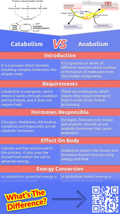 Catabolism Vs Anabolism 5 Key Differences Pros And Cons Examples
