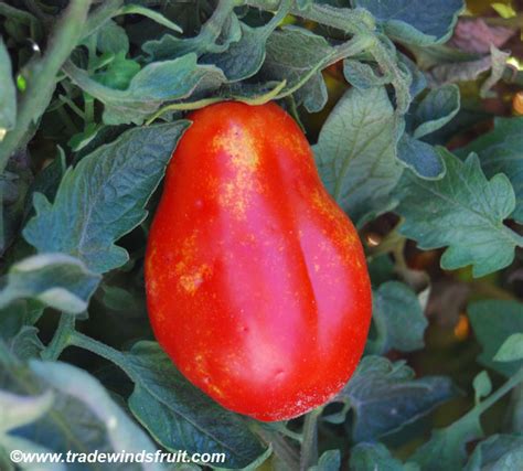 Jersey Devil Tomato Seeds