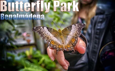 Kuala lumpur butterfly park, one of the largest butterfly gardens in the world, is home to more than 6,000 species. Butterfly Park in Benalmadena, prices and opening times