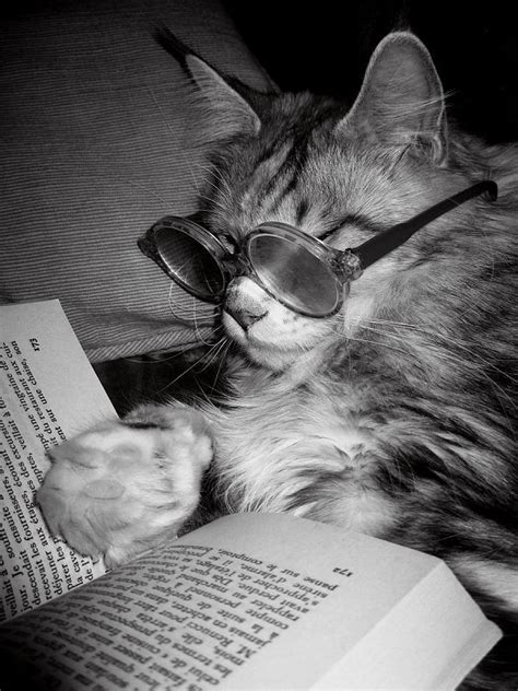 19 Cats Reading Books Cat Reading Cats Cats And Kittens