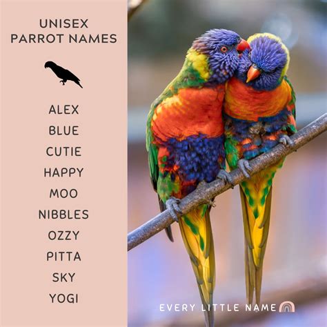 210 Best Parrot Names Cute Funny And Mac Awesome Every Little Name